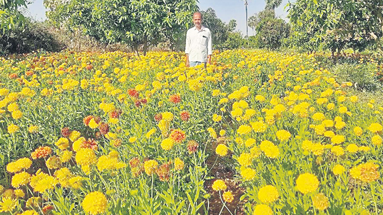 పూల తోటలతో ఆదాయం బాగు