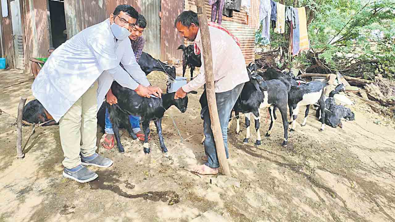 చలికాలం.. జీవాలు పదిలం!