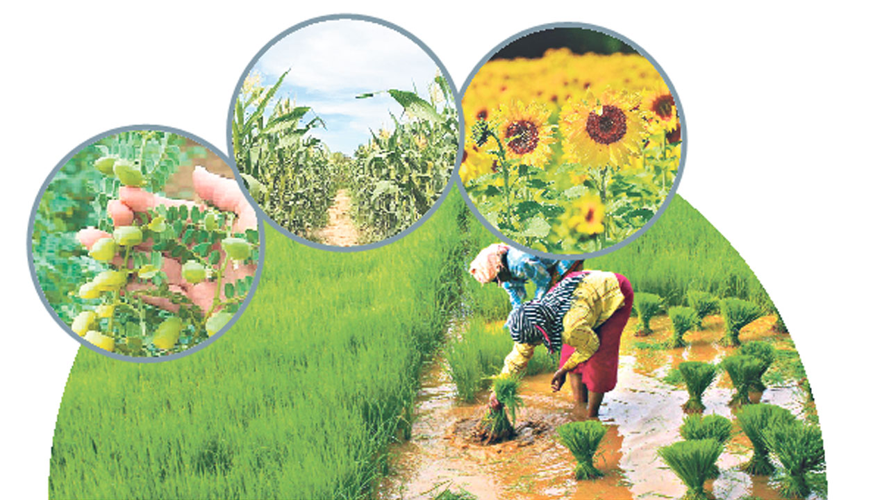 యాసంగి సేద్యానికి రెడీ