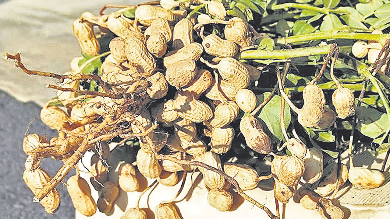 Groundnut Cultivation | వరి సాగు కంటే ఇదే బెటర్‌.. పెట్టుబడి తక్కువ, రాబడి ఎక్కువ
