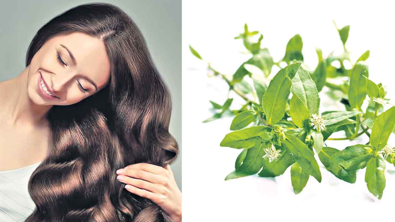 మూలికా రారాజు.. భృంగరాజు