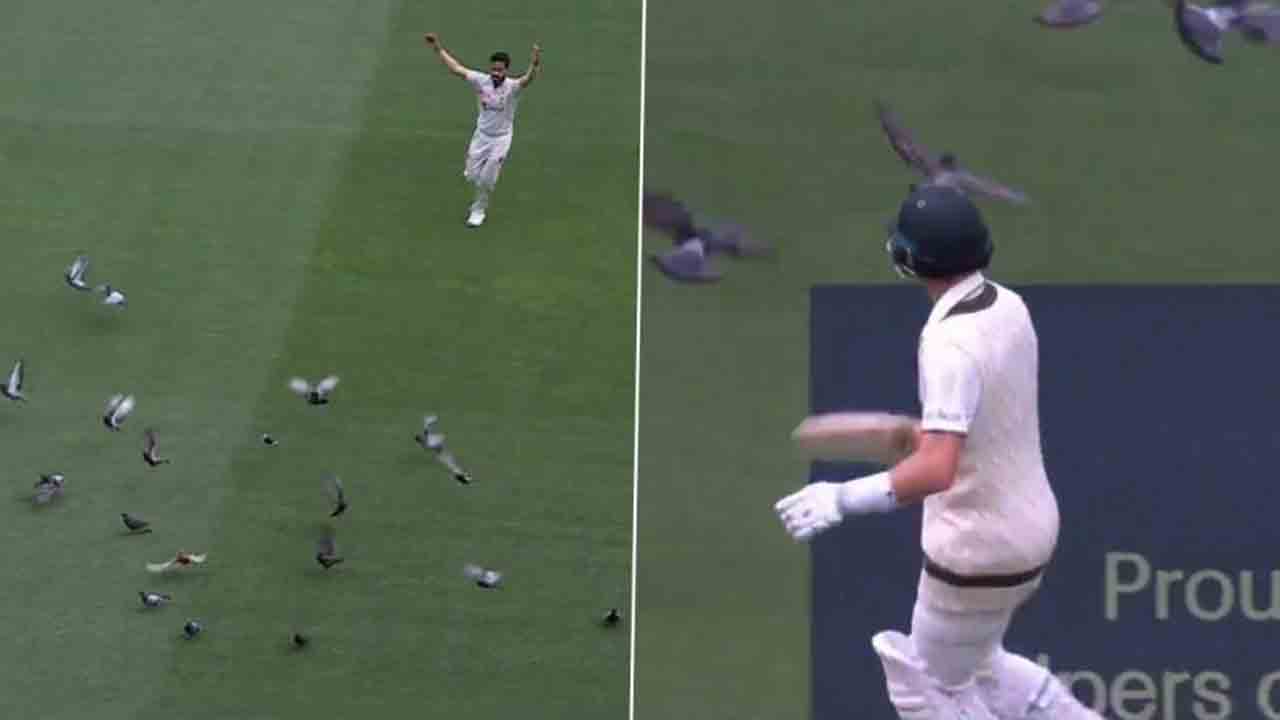 AUS vs PAK | మైదానంలో పావురాల గుంపు.. ప్ర‌త్య‌ర్థితో క‌లిసి త‌రిమేసిన ఆసీస్ క్రికెట‌ర్.. వీడియో