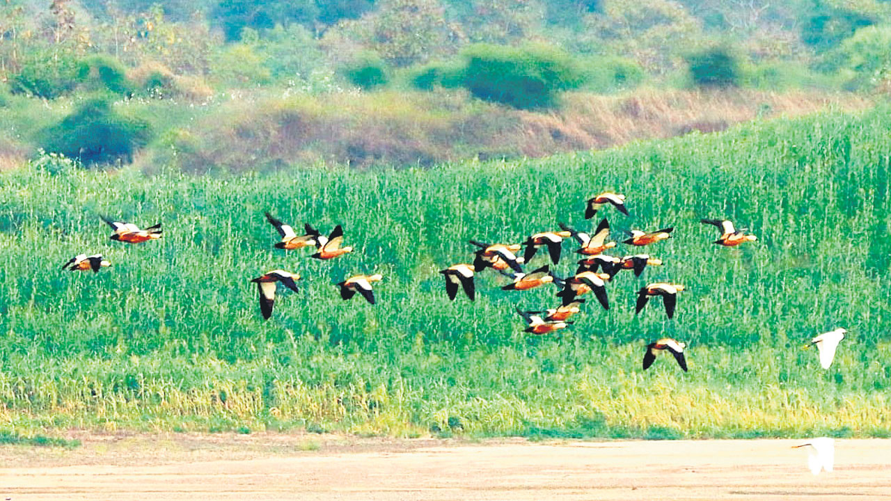 Penchikalpet Forest | ప్రకృతి సోయగం.. విభిన్న మొక్కలు, వన్యప్రాణుల సంతతికి నిలయం పెంచికల్‌పేట్‌ ఫారెస్ట్‌ రేంజ్‌