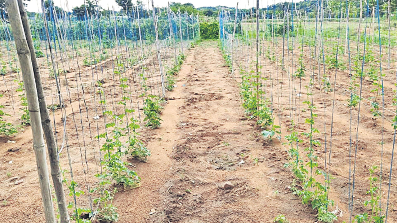 పందిరి విధానంలో కాకరపంట సాగు