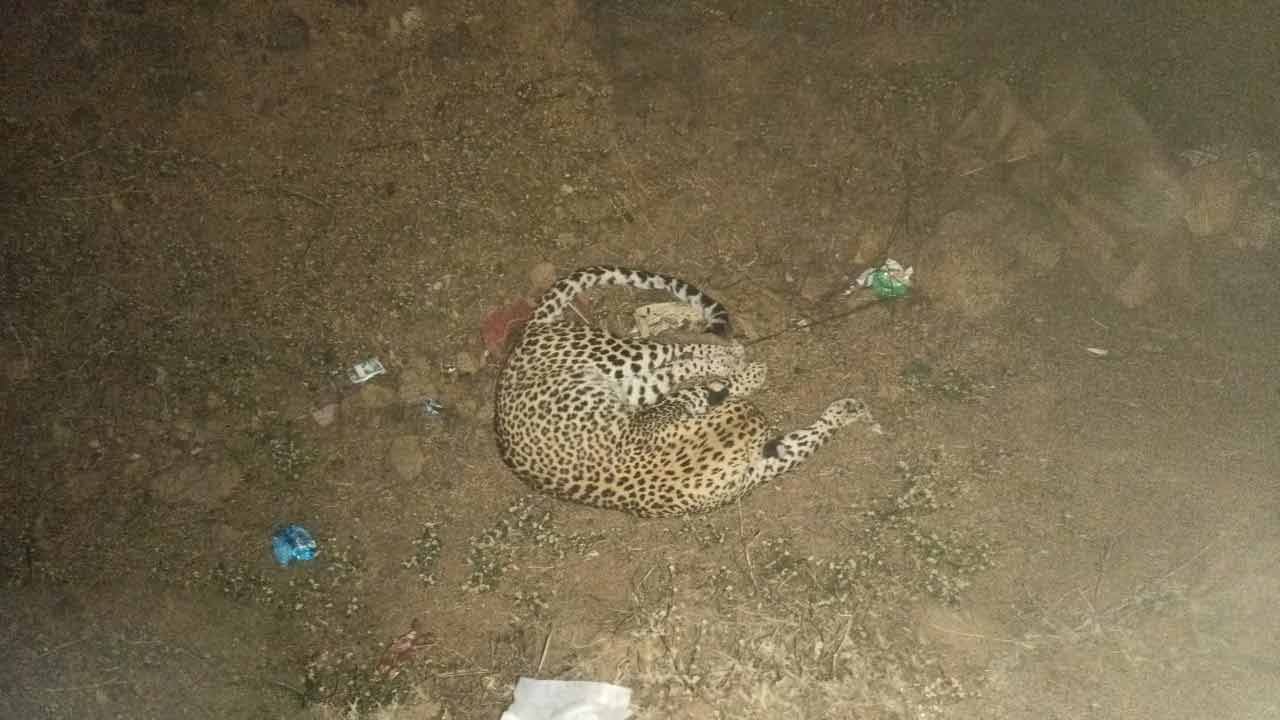 Leopard | కామారెడ్డిలో గుర్తుతెలియని వాహనం ఢీకొని చిరుతపులి మృతి