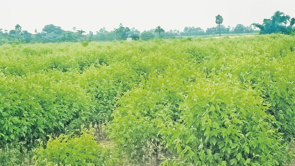 Kandi Cultivation