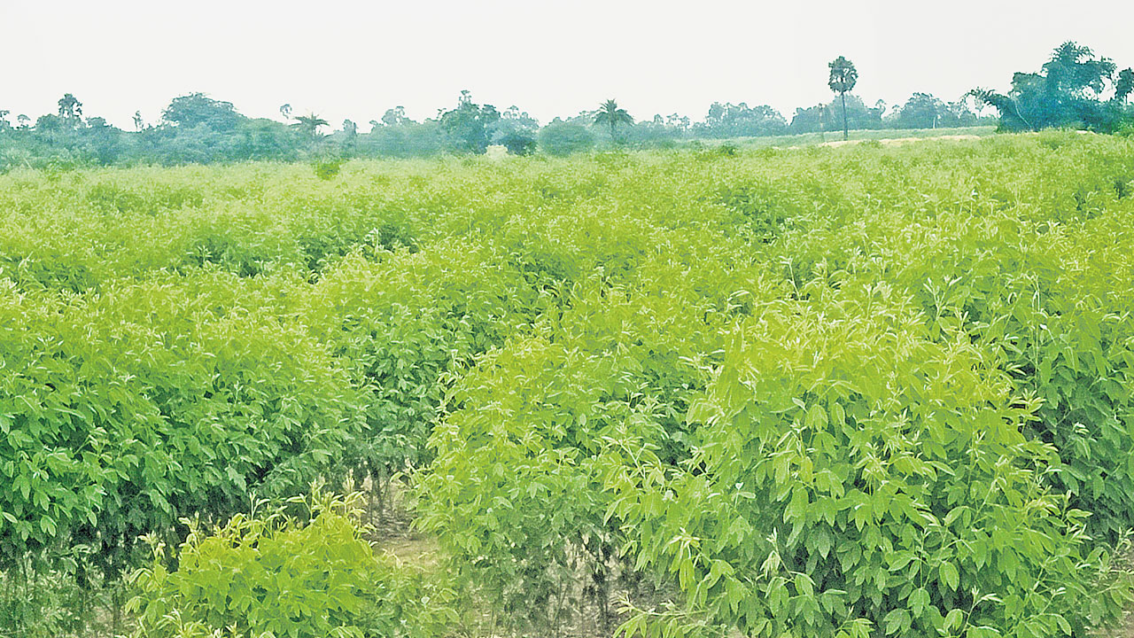 Kandi Cultivation | కంది సాగు చేస్తున్నారా.. ఈ జాగ్రత్తలు తప్పనిసరి అంటున్న వ్యవసాయ అధికారులు