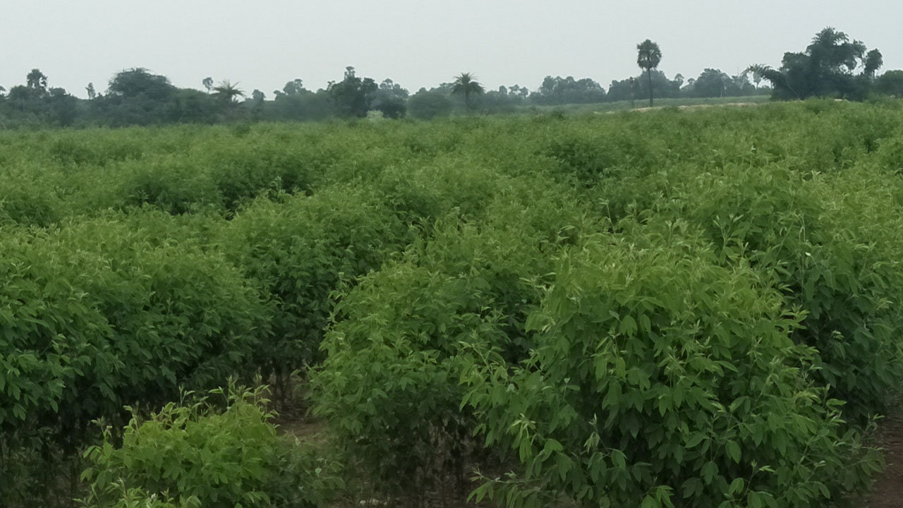 పూత కాలం.. సస్యరక్షణే మేలు