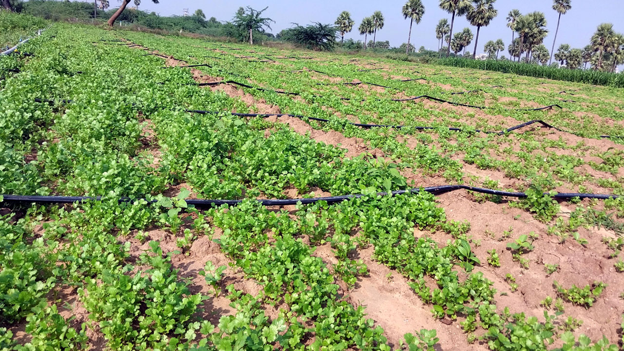 కొత్తిమీర.. లాభాల పంట