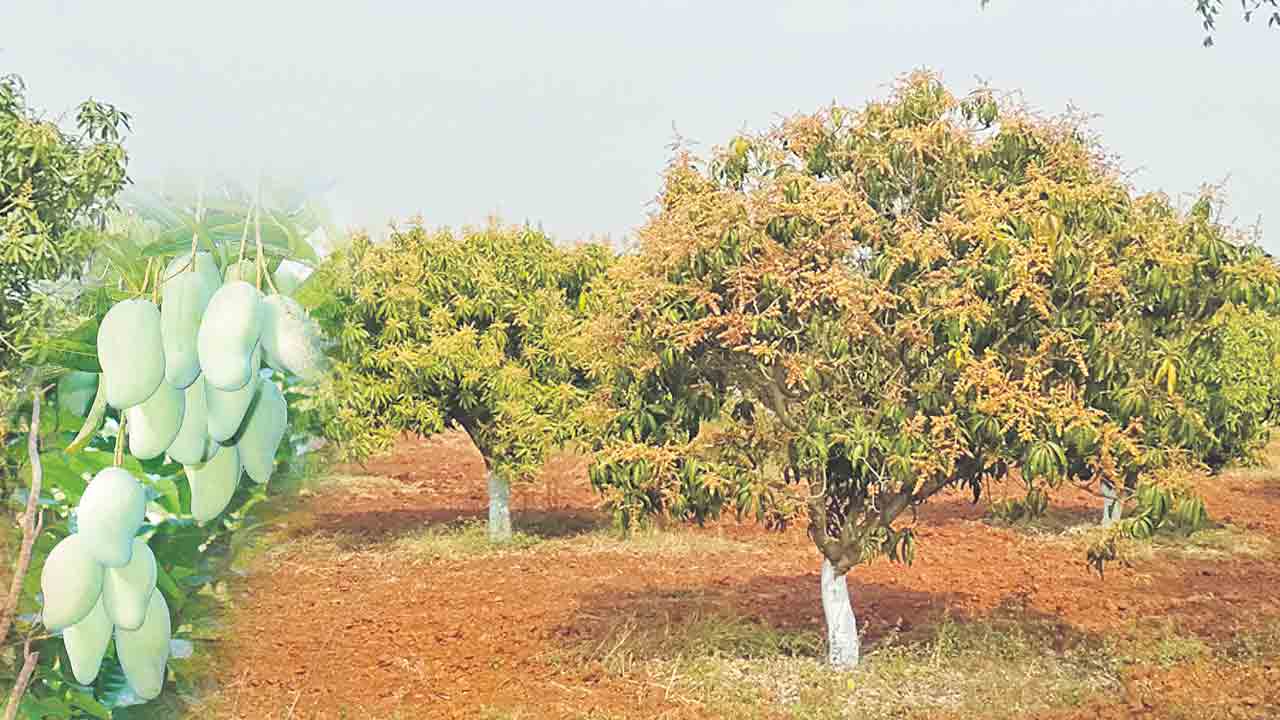 మామిడి తోట.. లాభాల బాట