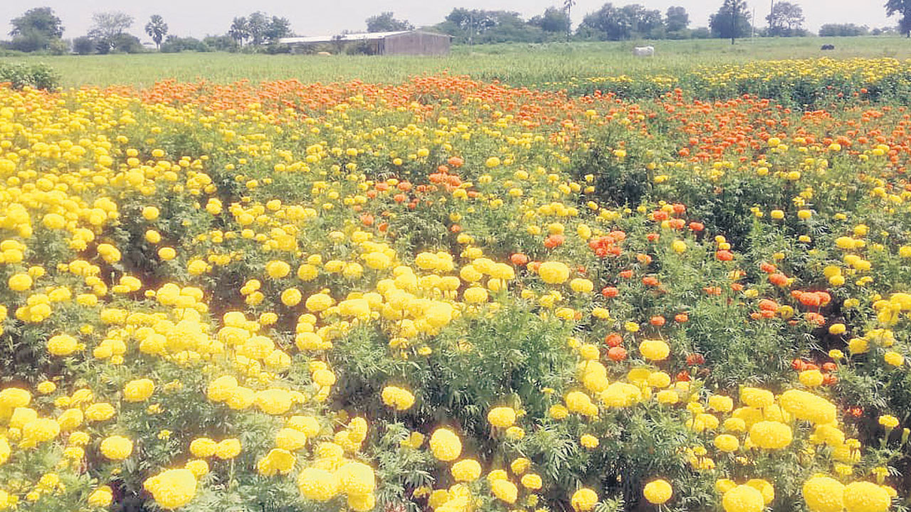 సిరుల బంతి