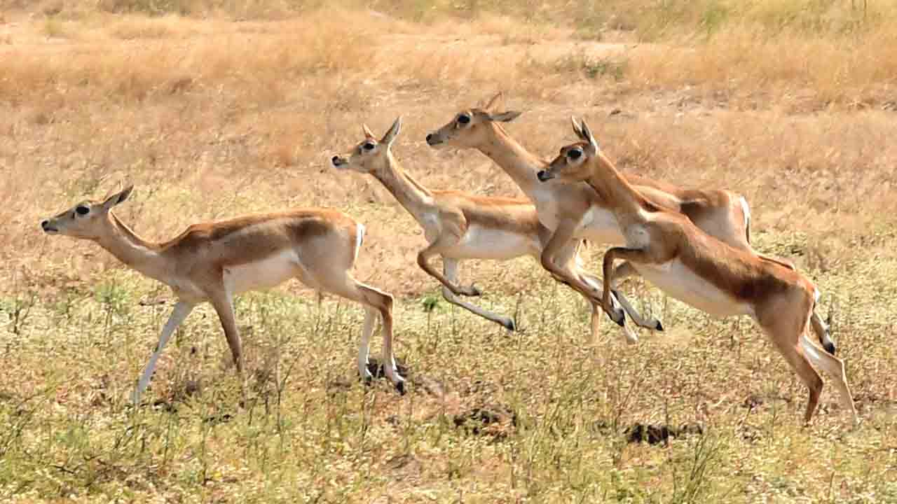 కృష్ణజింకలతో రైతన్న కుదేలు