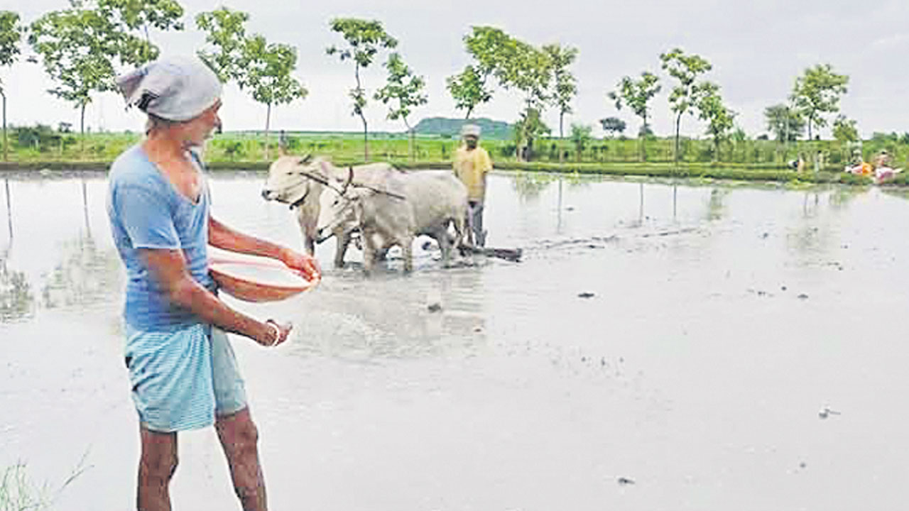 Cultivation Techniques | నాట్లకు స్వస్తి.. నూతన విధానంతో పెట్టుబడి తక్కువ, దిగుబడి ఎక్కువ