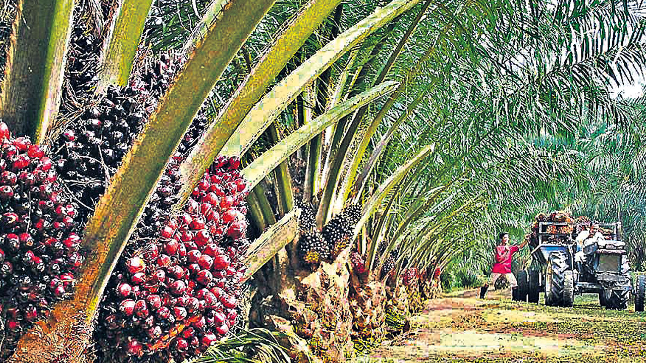 Oil Palm Cultivation | ఒక్కసారి పెట్టుబడితో 30 ఏండ్ల వరకు ఆదాయం.. సబ్సిడీపై డ్రిప్‌, ఉచితంగా మొక్కలు