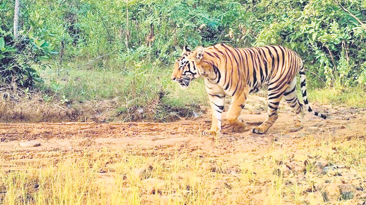 పులులకు రాచబాట..
