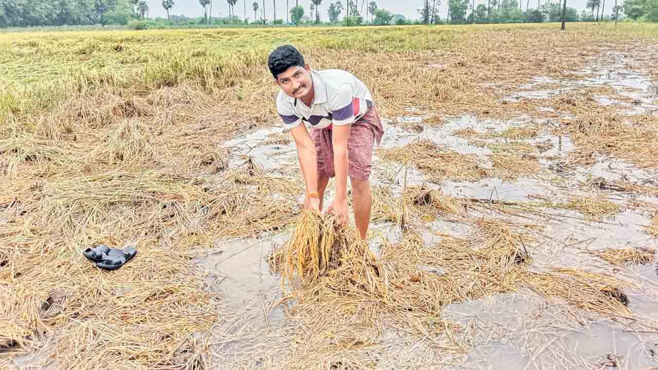 కల్లాల్లో కన్నీళ్లు తడిసిన ధాన్యం