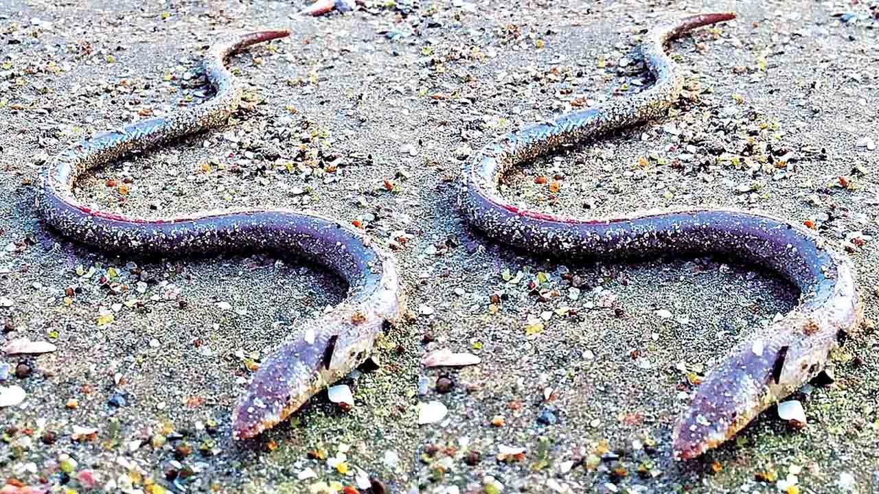 Sand snake | మత్స్యకారుల వలకు చిక్కిన ఇసుక పాములు.. ఇవి కాటు వేస్తే ఏమవుతుందో తెలుసా..?