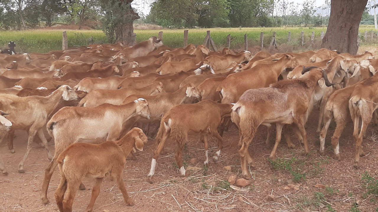 చలికాలం జీవాలు భద్రం