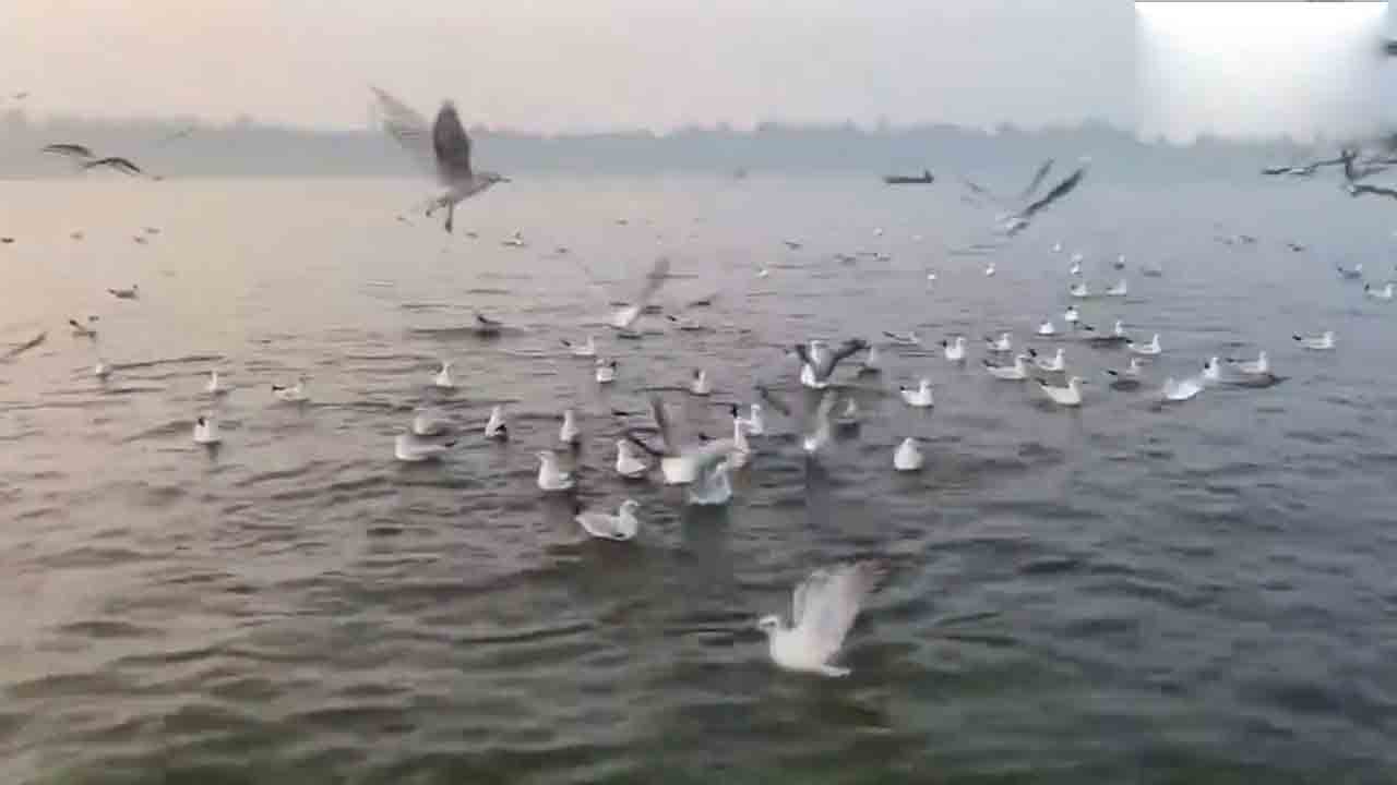 Siberian birds | త్రివేణీ సంగమంలో సైబీరియన్‌ వలస పక్షుల సందడి.. Video