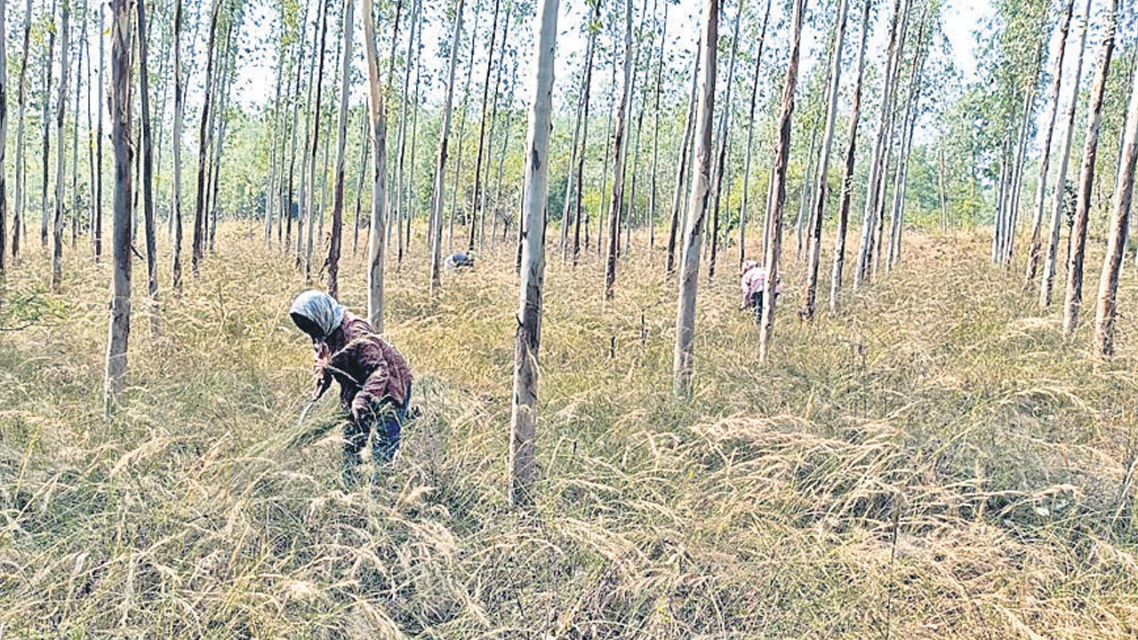 Singareni | చీపురు పుల్లల వేట బతుకు బాట.. అటవీ ఉత్పత్తులను ఆదాయవనరుగా మలుచుకుంటున్న గిరి మహిళలు