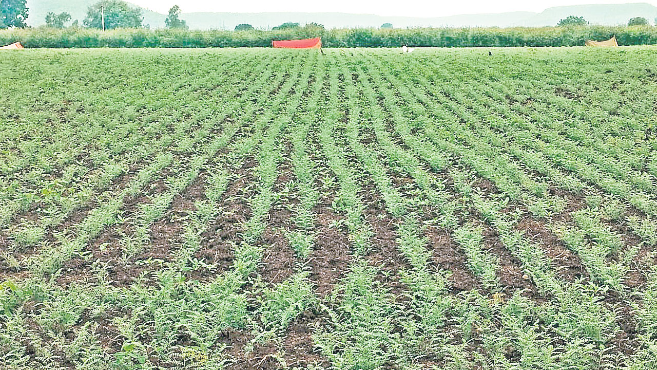 మిగ్‌జాం పంజా