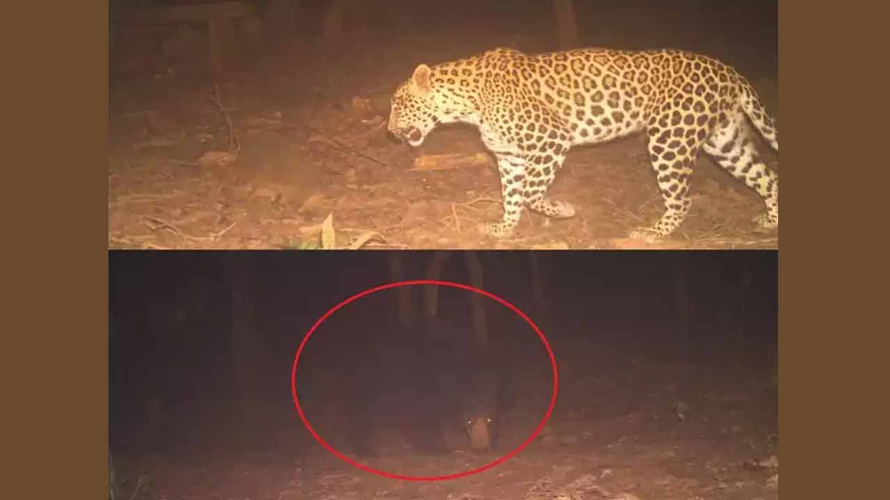 Tirumala | తిరుమల నడకదారిలో మరోసారి చిరుత కలకలం