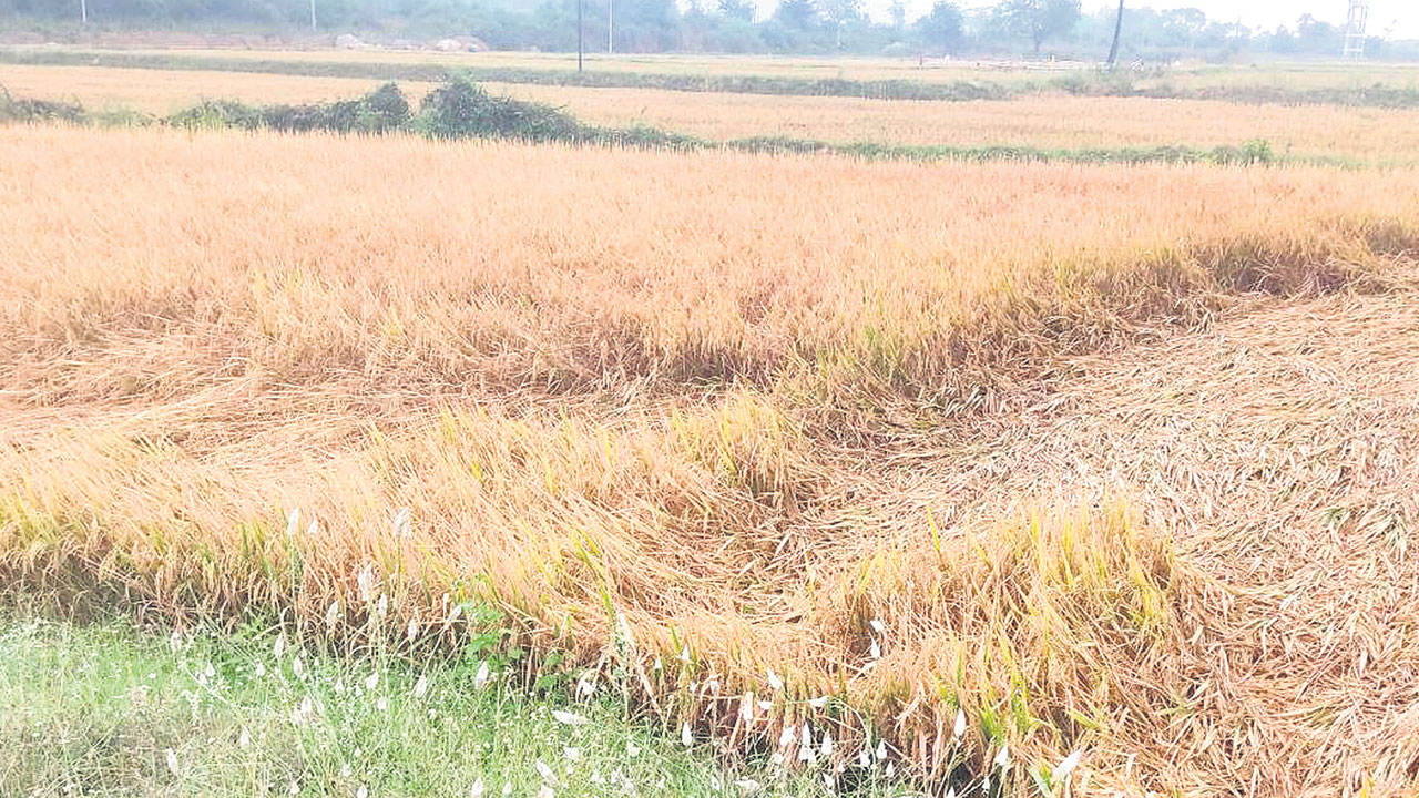 కాంగ్రెస్‌కు ప్రోటోకాల్‌ తిప్పలు