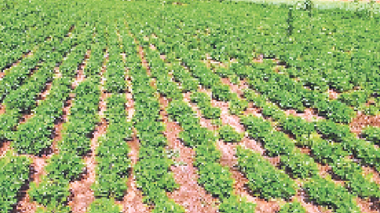 వరి వద్దు ఇతర పంటలు మేలు !