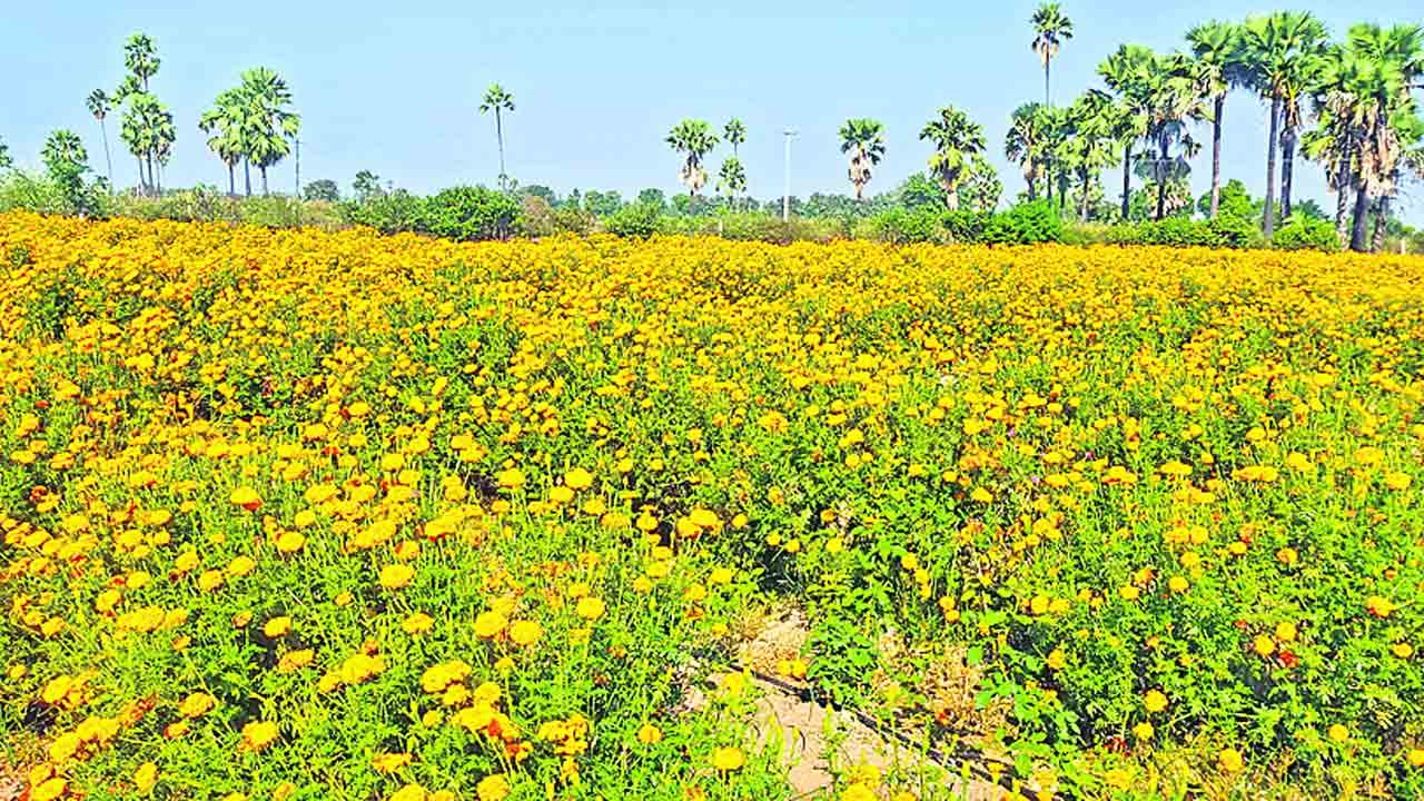 సిరుల బంతి