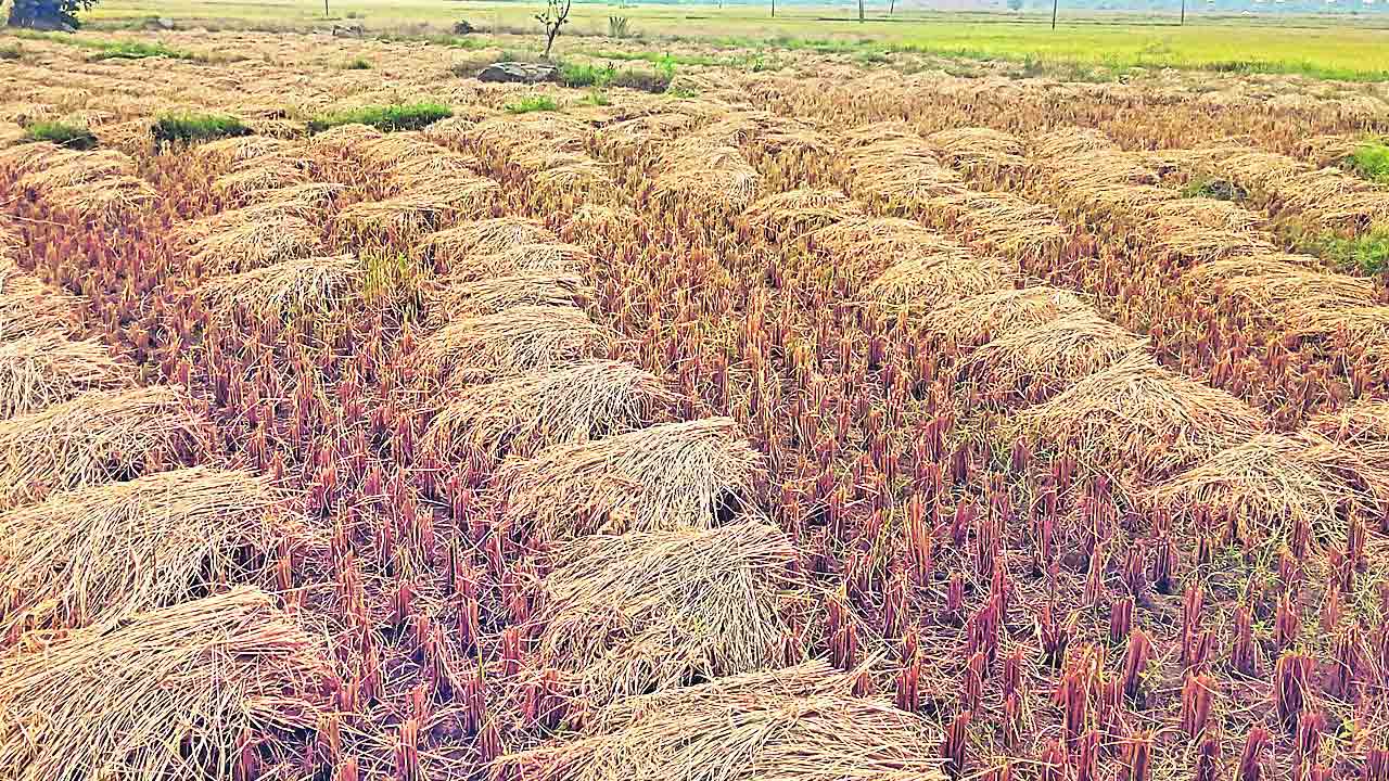 రైతన్నకు వాన గుబులు