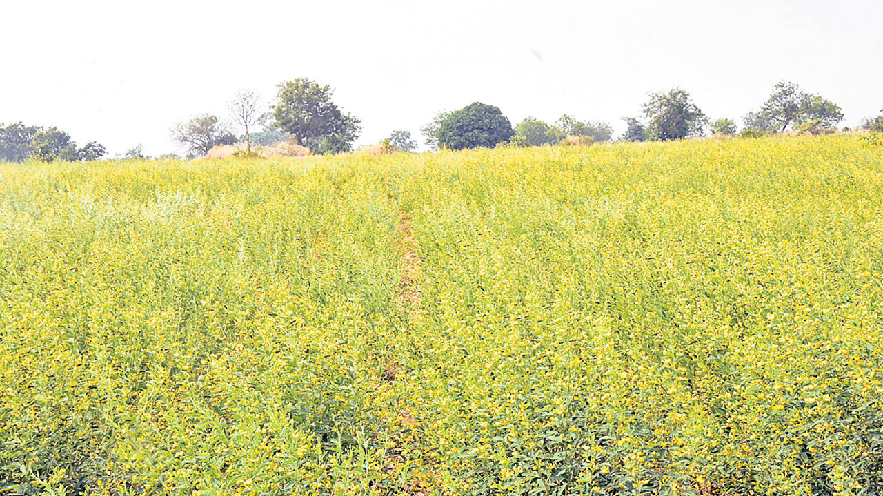 సేందియ సాగు దిగుబడి బాగు