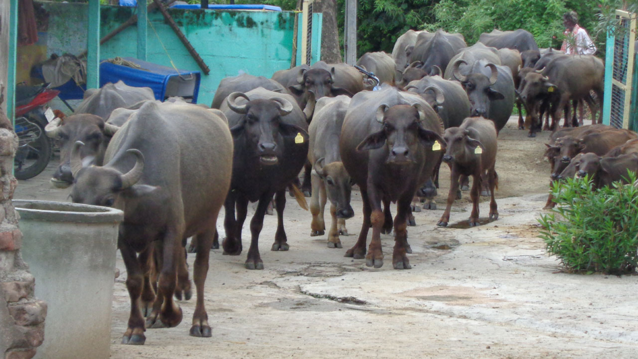 ‘పాడి’తో రాబడి