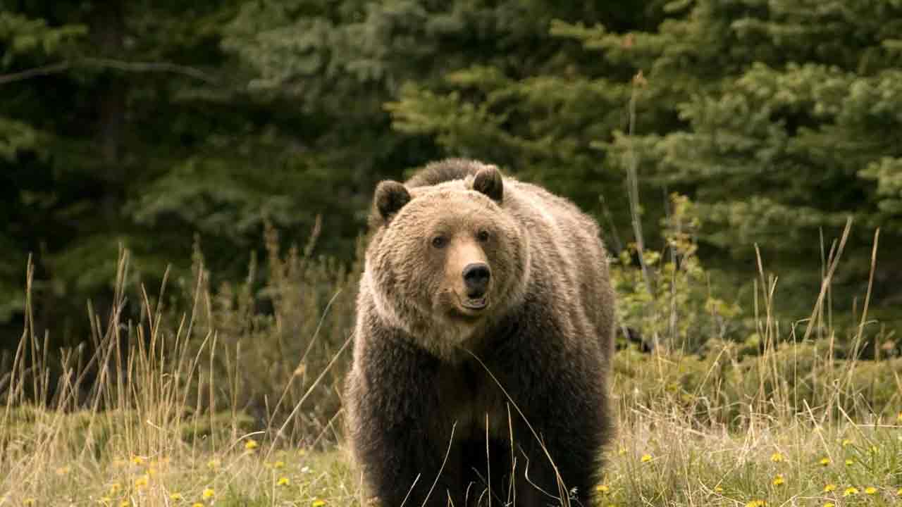 Srisailam | శ్రీశైలంలో ఎలుగుబంటి బీభ‌త్సం.. ప్రొటెక్ష‌న్ వాచ‌ర్‌పై దాడి