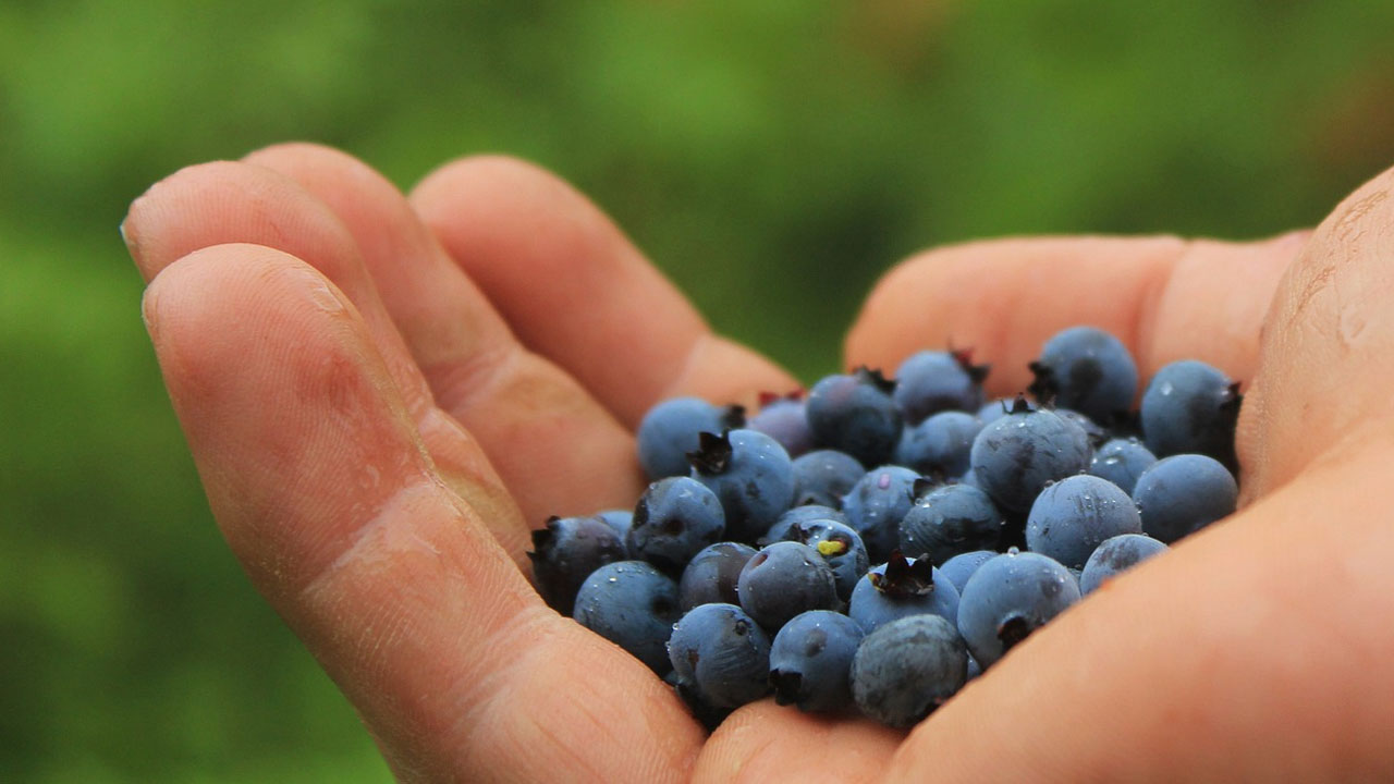 Blueberry Benefits | మీ మెమొరీ పాదరసంలా పెరగాలా? అయితే ఈ పండ్లను రెగ్యులర్‌గా తినండి!