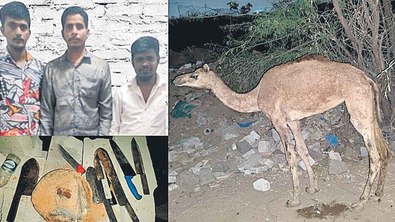 ఒంటె మాంసం విక్రయిస్తున్న ముగ్గురి అరెస్టు