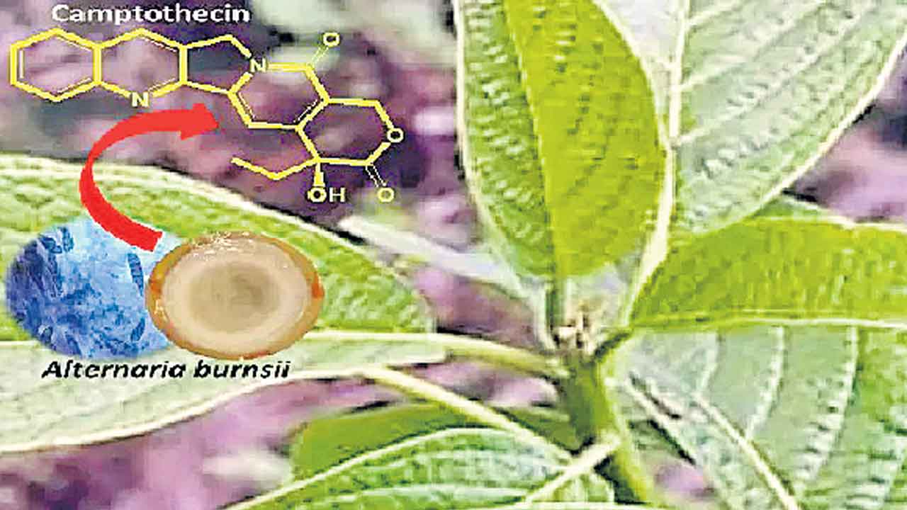 క్యాన్సర్‌ ఔషధ ఉత్పత్తిని పెంచే మొక్క కణాలు