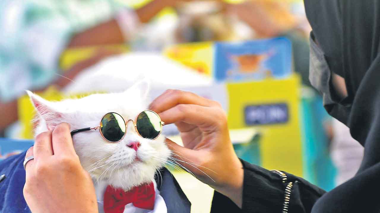 పెట్‌ కార్నివాల్‌