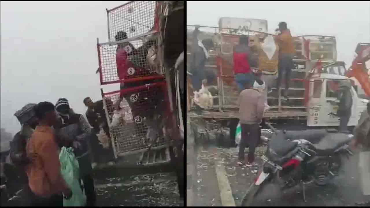 Chicken | ఆగ్రా హైవేపై ఢీకొన్న వాహ‌నాలు.. రూ. 50 వేల విలువ చేసే కోళ్ల‌ను ఎత్తుకెళ్లిన జ‌నాలు