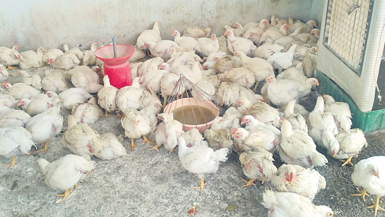 ‘కార్తికం’ ఎఫెక్ట్‌ చికెన్‌ అగ్గువ