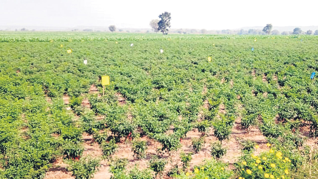 పదింతలు పెరిగిన మిర్చి సాగు