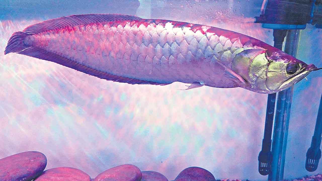 Colour Fish