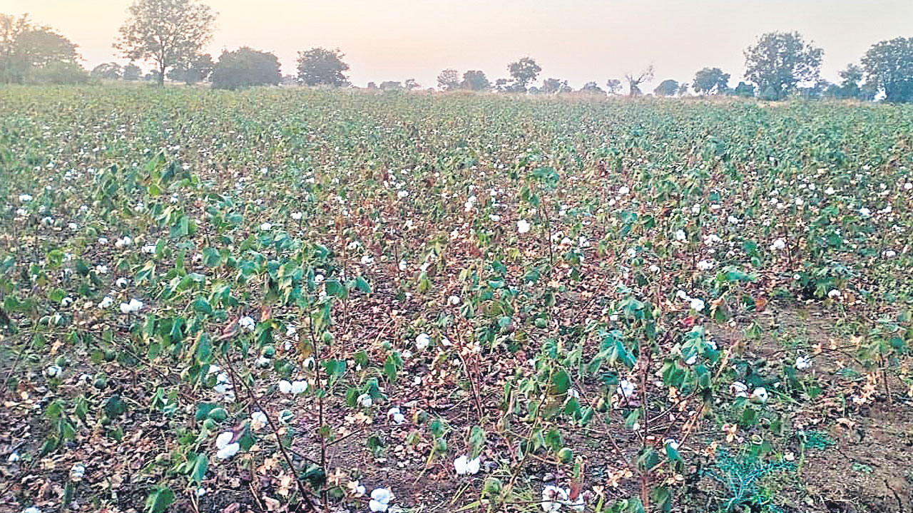 జాగ్రత్తలు పాటిస్తే..పత్తి బంగారమే..