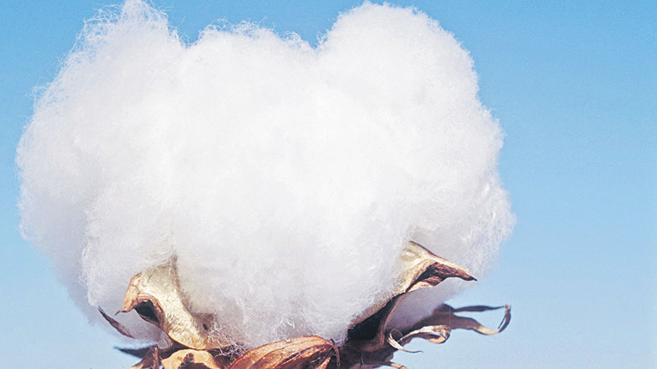 తెల్లబంగారం కొనుగోళ్ల జోరు