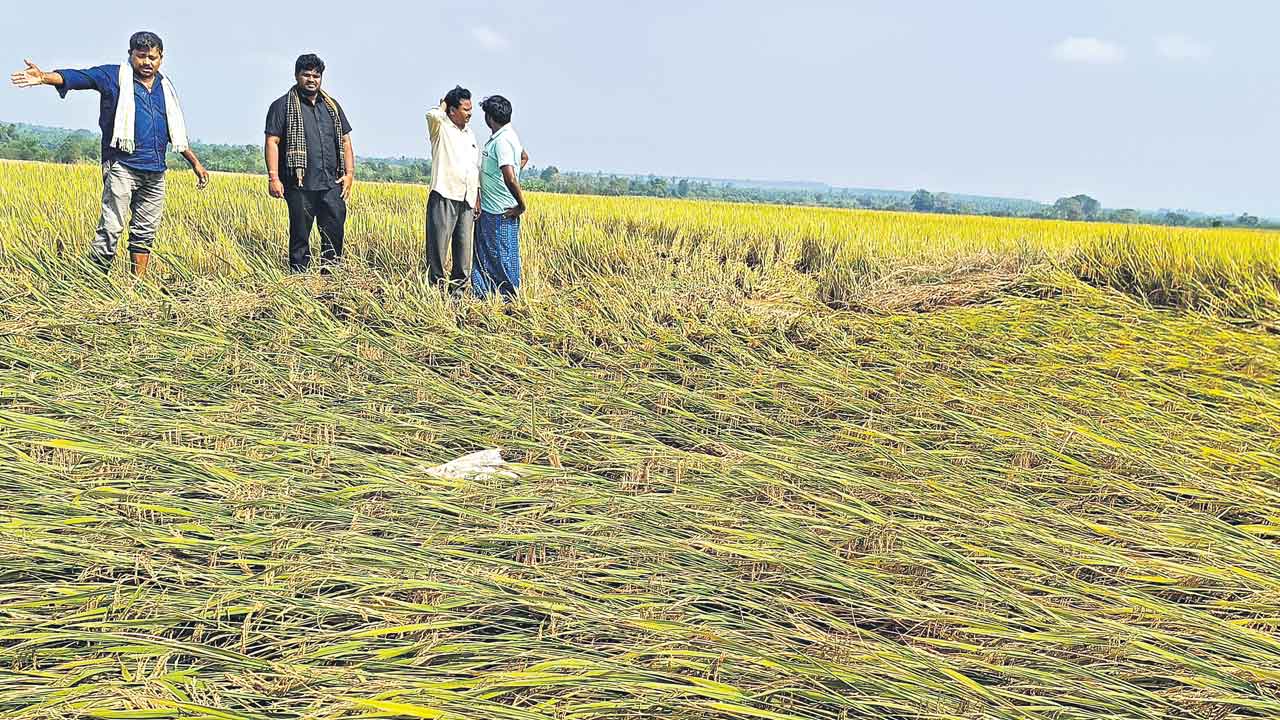 Cyclone Michaung | మిగ్‌జాం తుఫాన్‌తో అన్నదాతలకు అపార నష్టం.. 4.72 లక్షల ఎకరాల్లో నీట మునిగిన పంట