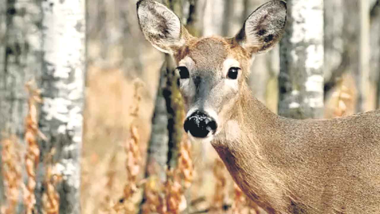 వన్యప్రాణుల్లో ‘జోంబీ డీర్‌’ వ్యాధి