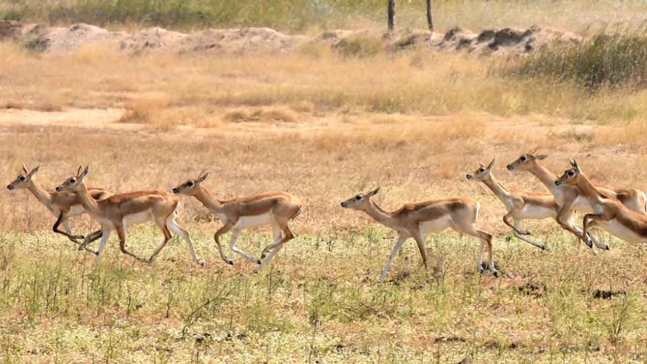 Deer destroying crops | చెంగు చెంగునా దుంకుతూ.. అన్నదాతలను బెంబేలెత్తిస్తున్న కృష్ణ జింకలు