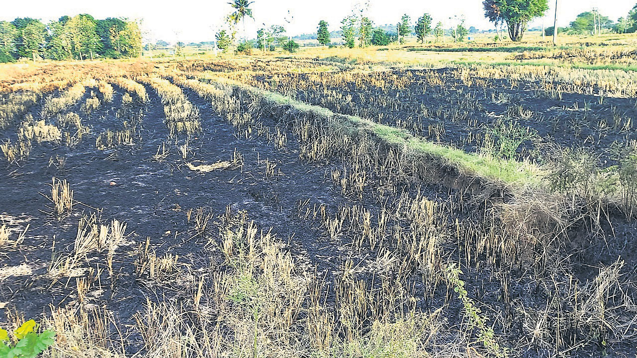 వరి కొయ్యలను కాల్చొద్దు..