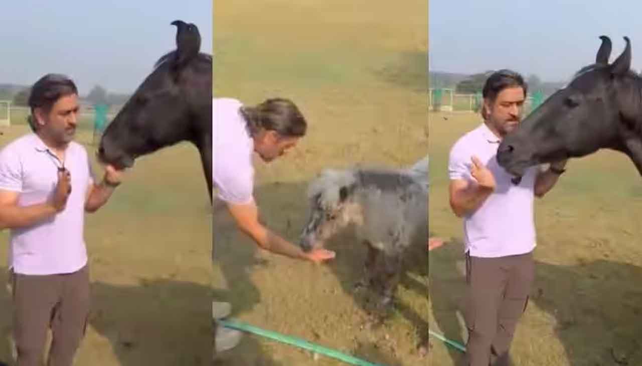 MS Dhoni | పెంపుడు గుర్రాలకు గుగ్గిళ్లు తినిపించి.. ముద్దు చేసిన ధోనీ.. వీడియో