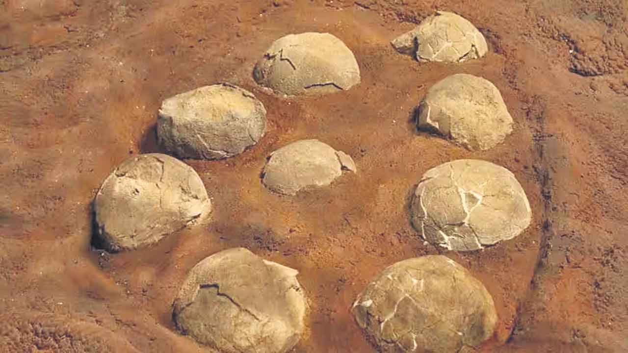 Dinosaur Eggs | కులదేవతగా భావించి డైనోసార్‌ గుడ్లకు పూజలు.. ఎలా తెలిసిందంటే..!