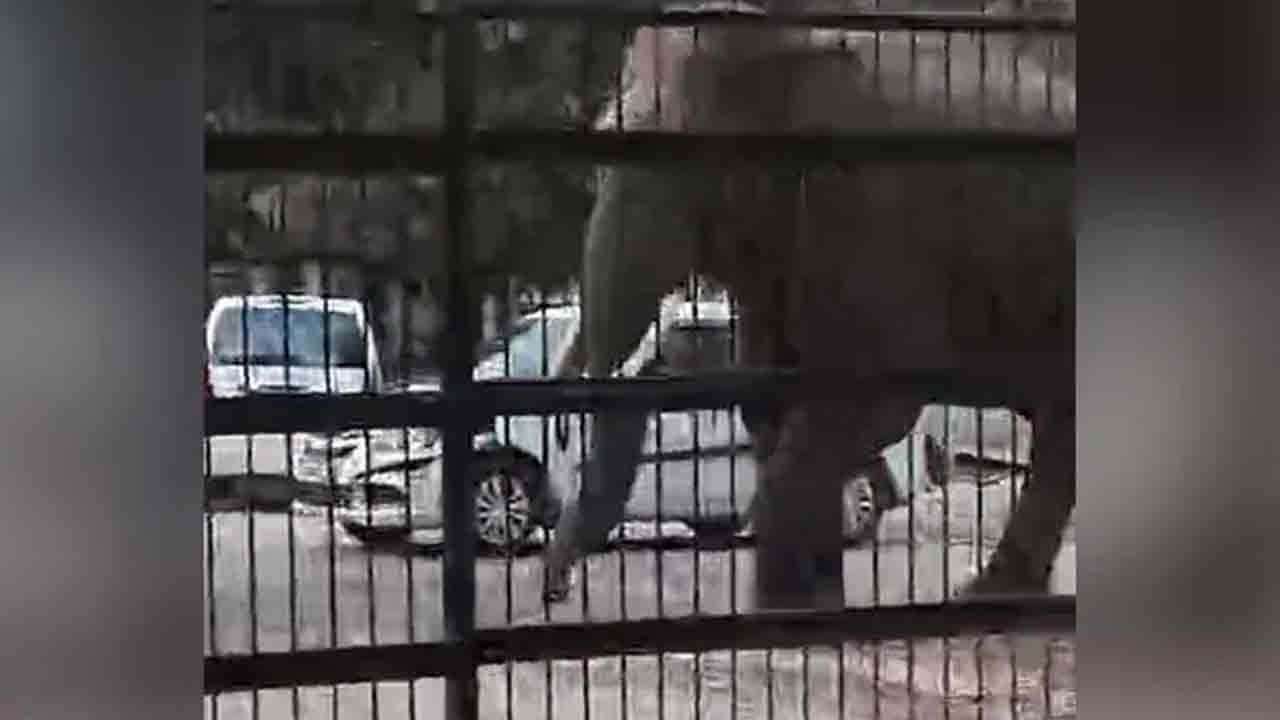 Viral Video | కోర్టు ఆవ‌ర‌ణ‌లో అడుగుపెట్టిన గ‌జ‌రాజు.. ఆందోళ‌న‌కు గురైన లాయ‌ర్లు